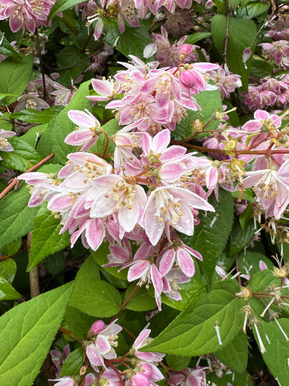 Pink Magicien Deutzia