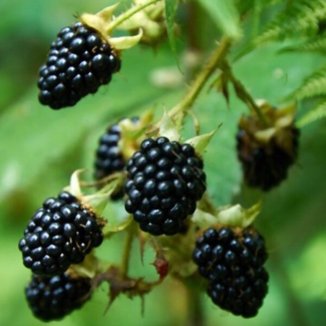 Blackberry Shawnee, Heavy Producer Throughout The Season