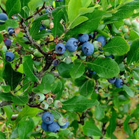 Tifblue Blueberry Bush planted in backyard