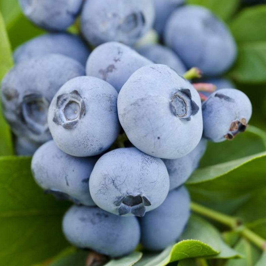 Vernon Blueberry Bush