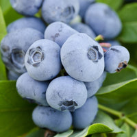 Young Vernon Blueberry Plant in nursery pot ideal for home fruit garden planting
