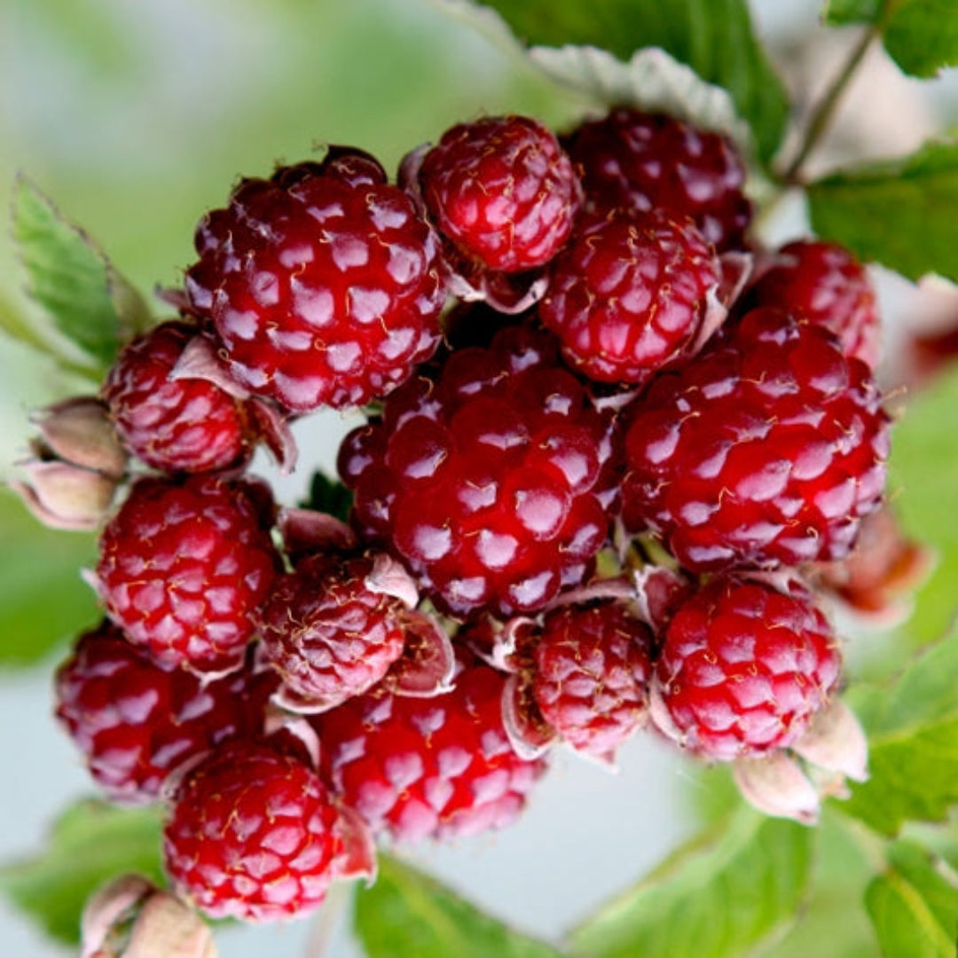 Dorman Red Raspberry