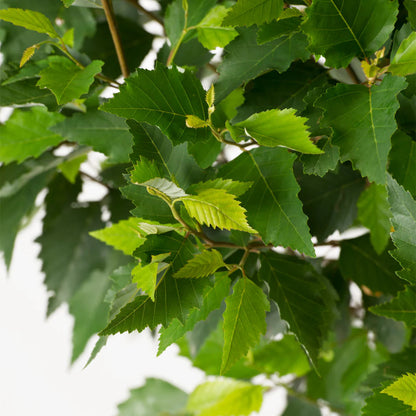 Heritage River Birch