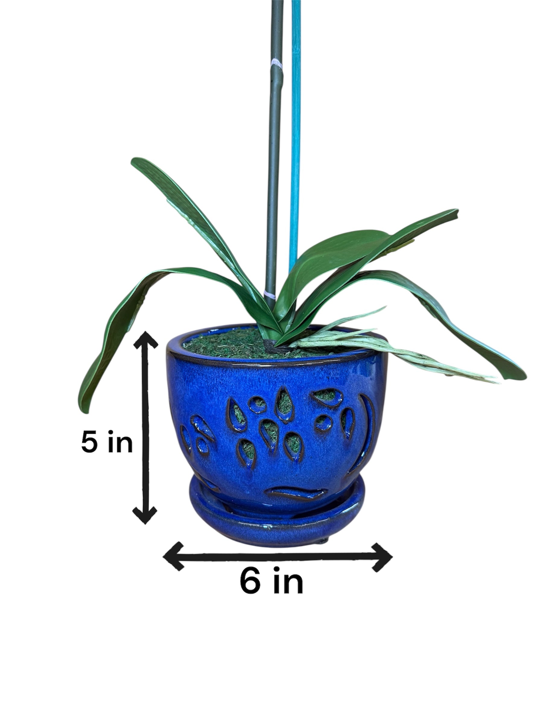 Elegant  White Orchid in Blue Ceramic Pot
