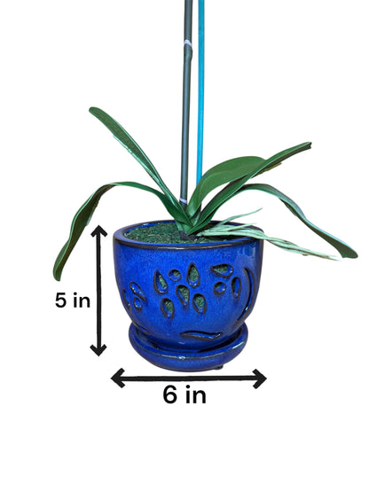 Elegant  White Orchid in Blue Ceramic Pot