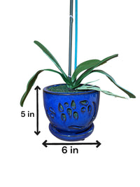 Elegant  White Orchid in Blue Ceramic Pot