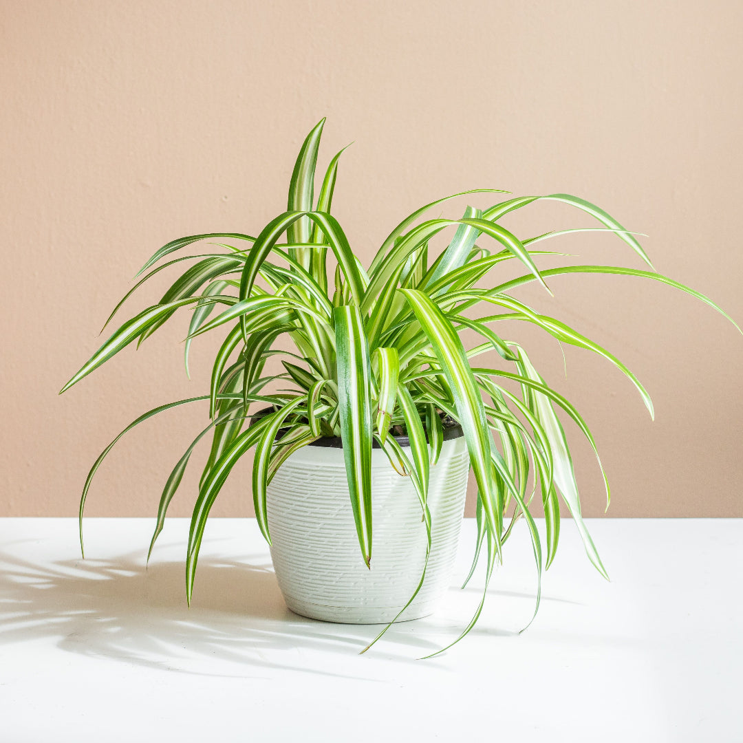 spider plant hedge Buy Spider Plant Plants & Trees Online