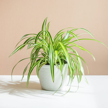 Spider Plant