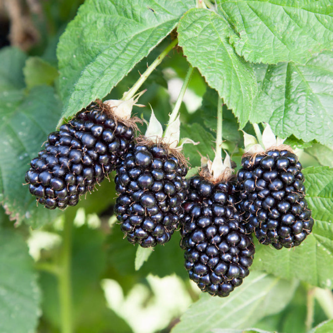 Prime Ark 45 Blackberry