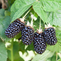Prime Ark 45 Blackberry