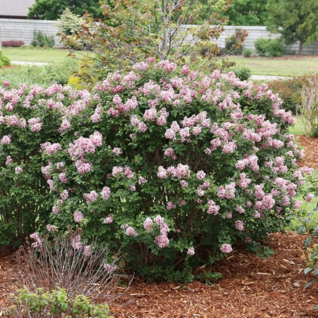 Palibin Lilac