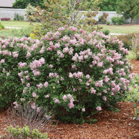 Palibin Lilac