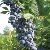 Legacy Blueberry close-up showing clusters of ripe berries