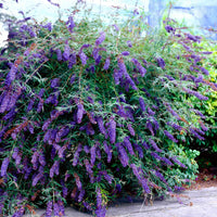 Black Knight' Butterfly Bush