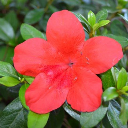Azalea Bloom N Again Strawberry Kiss