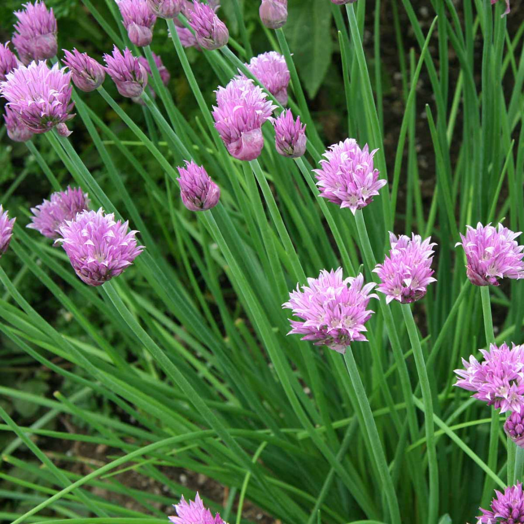 Chives Herb Plant