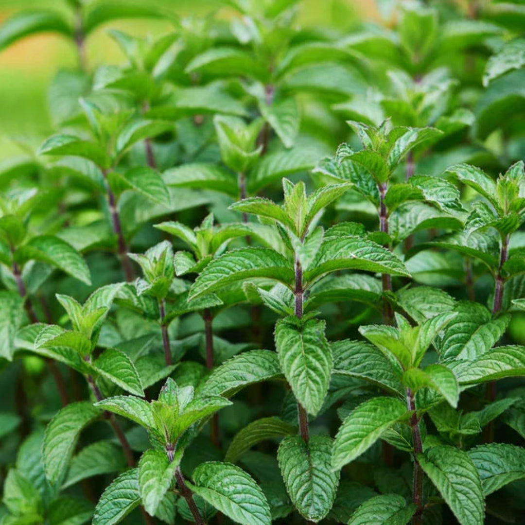 Herb: Mint, Peppermint, Scented Leaves with Tiny Lavender Flowers