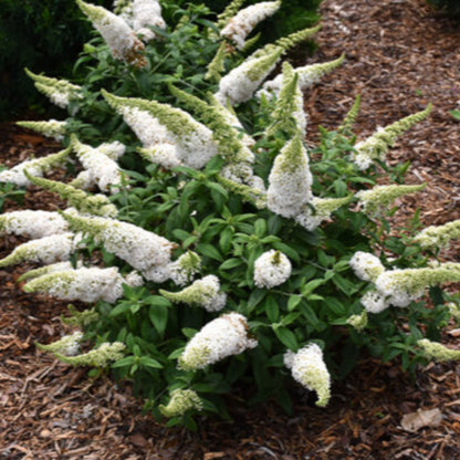 Buddleia Pugster White Dwarf Butterfly Bush