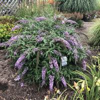Li'l Llavender  Butterfly Bush