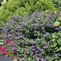 Buddleia Lo & Behold Tm Blue Chip Butterfly Bush