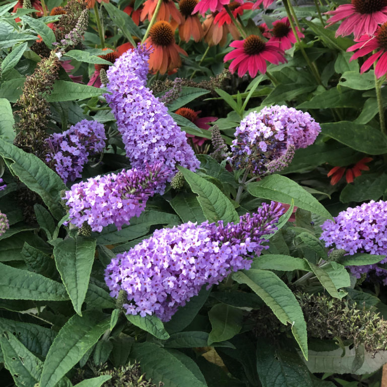 Buddleia X Pugster Amethyst Butterfly Bush