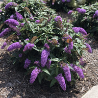 Buddleia X Pugster Amethyst Butterfly Bush