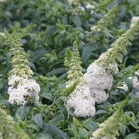 Buddleia Pugster White Dwarf Butterfly Bush