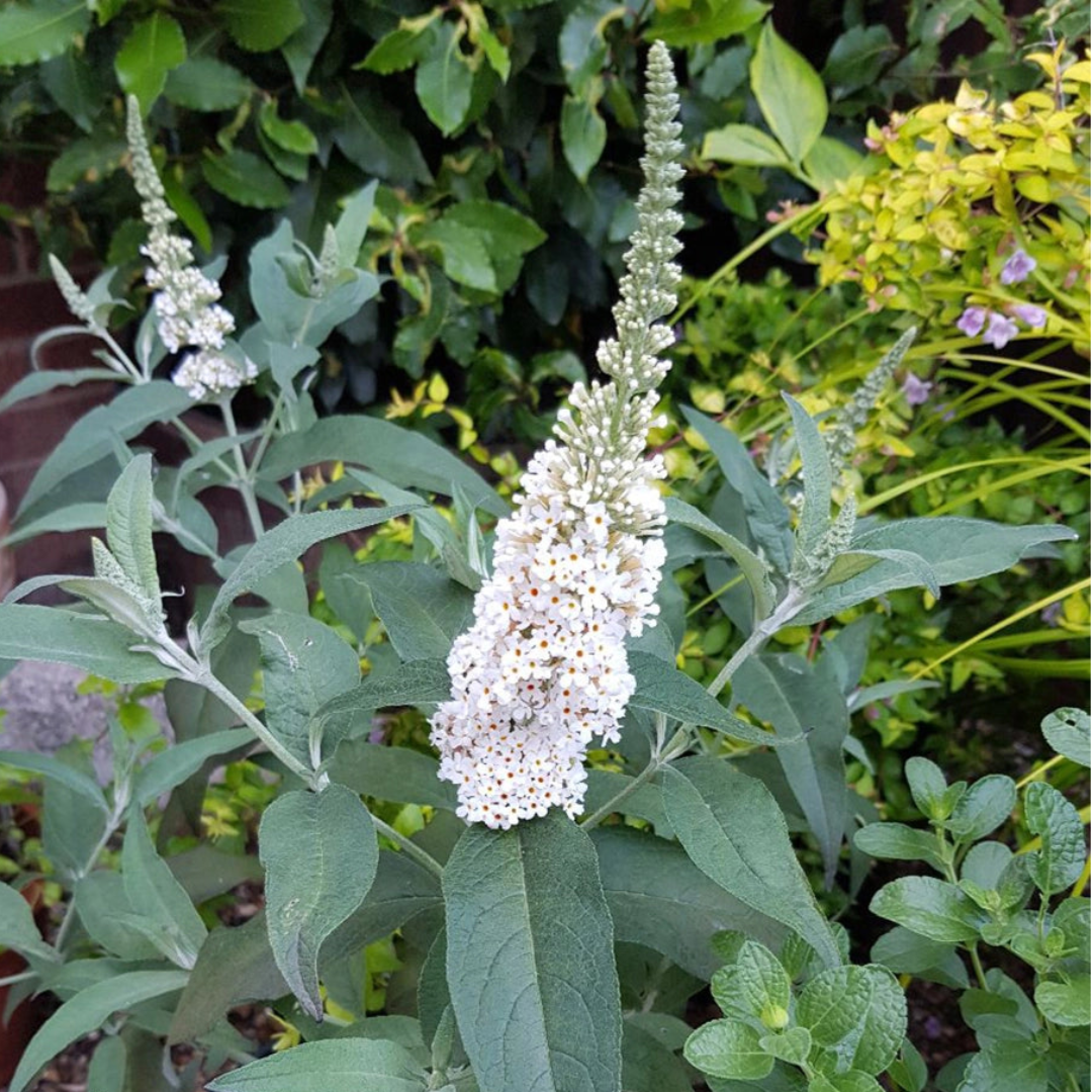 White Butterfly Bush