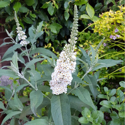 White Butterfly Bush