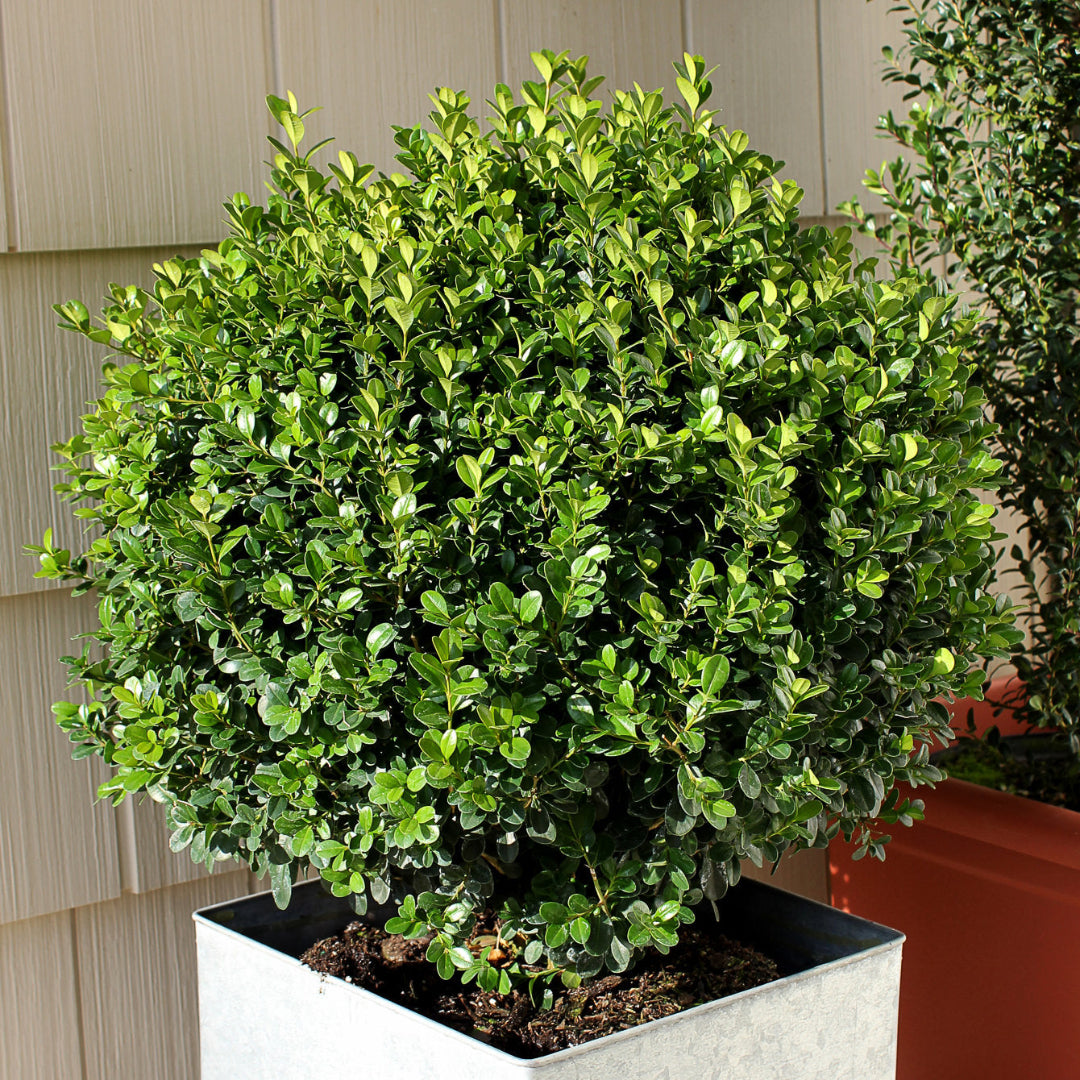 Wintergreen Boxwood Shrub in pot