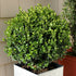 Wintergreen Boxwood Shrub in pot