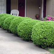 Baby Gem Boxwood
