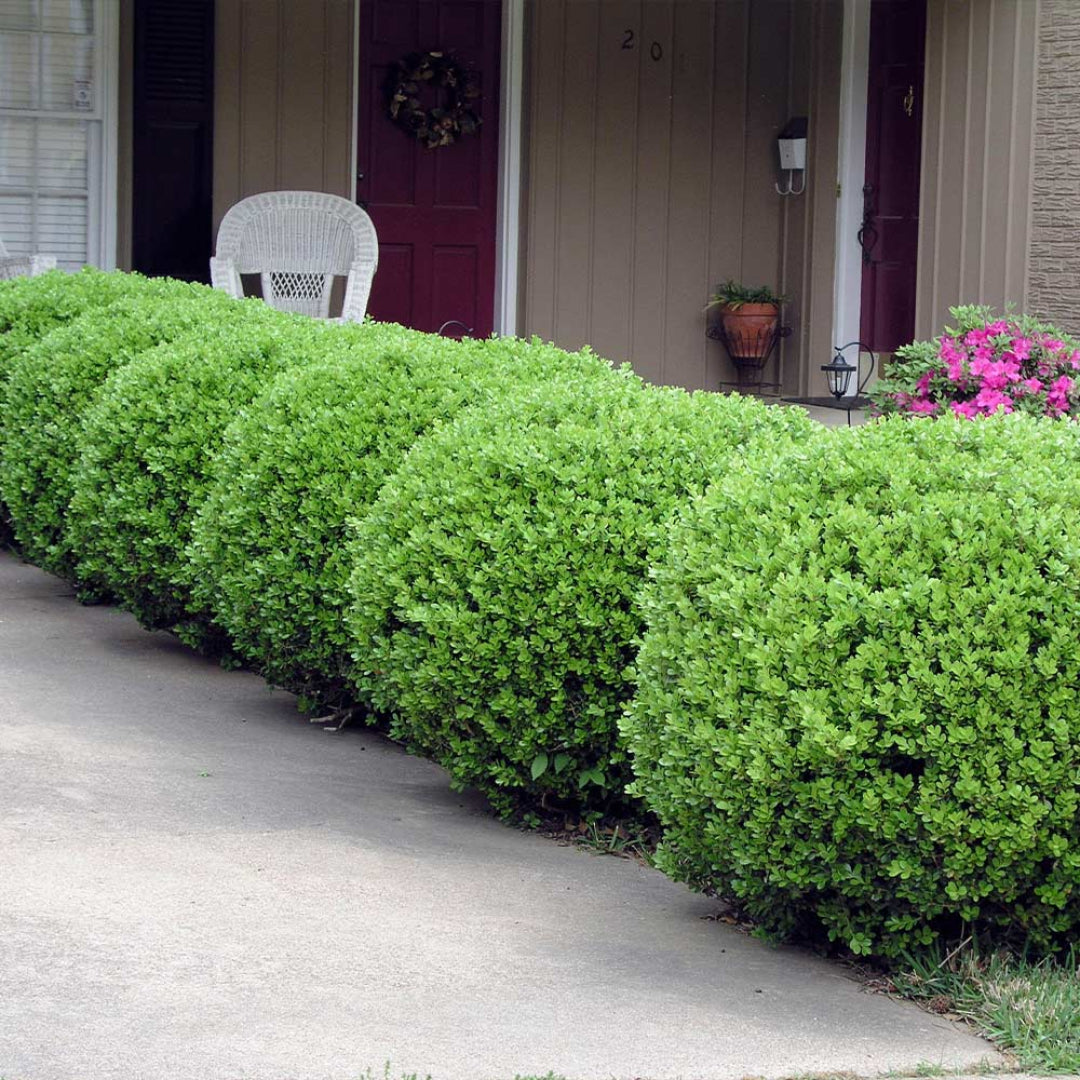 Baby Gem Boxwood