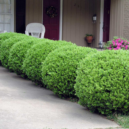 Baby Gem Boxwood