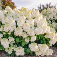 Little Hottie Hydrangea Panicle
