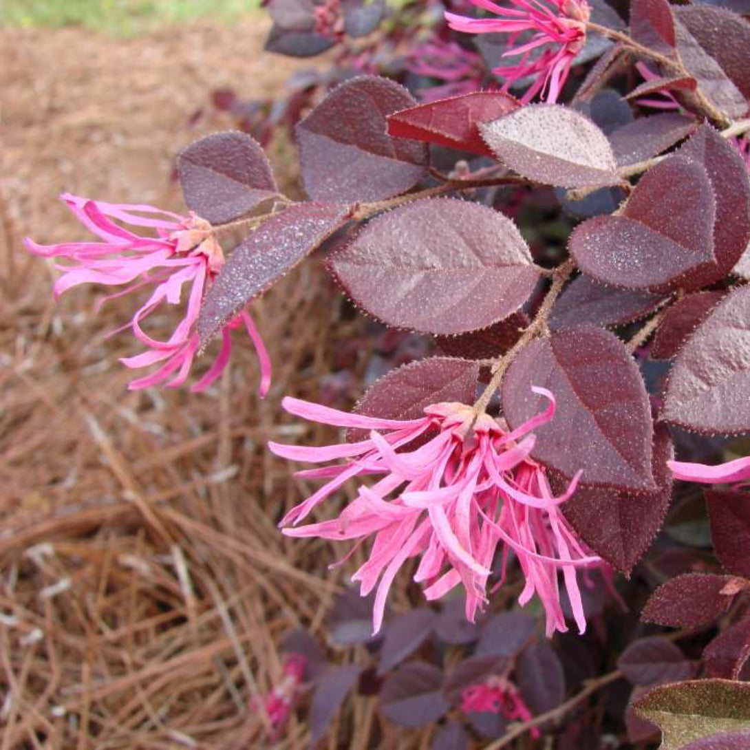 Sparkling Sangria Loropetalum