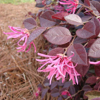 Sparkling Sangria Loropetalum