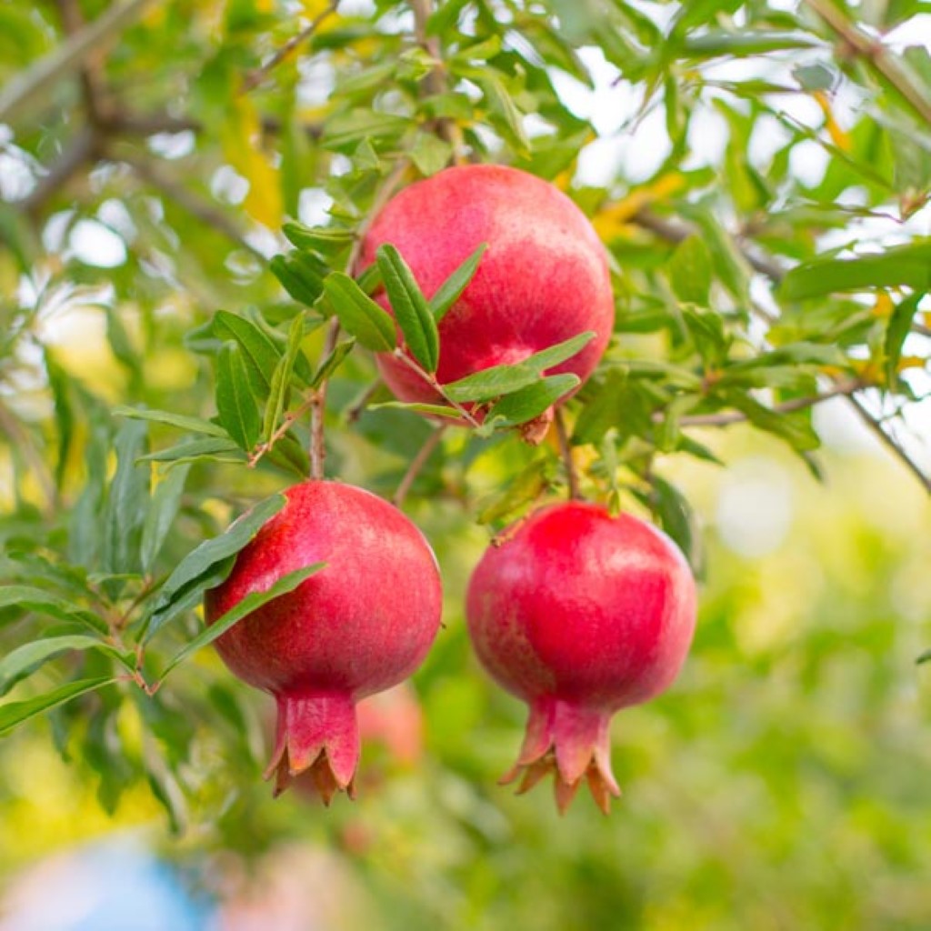 Bala Miursal Pomegranate - Cold Hardy Pomegranate