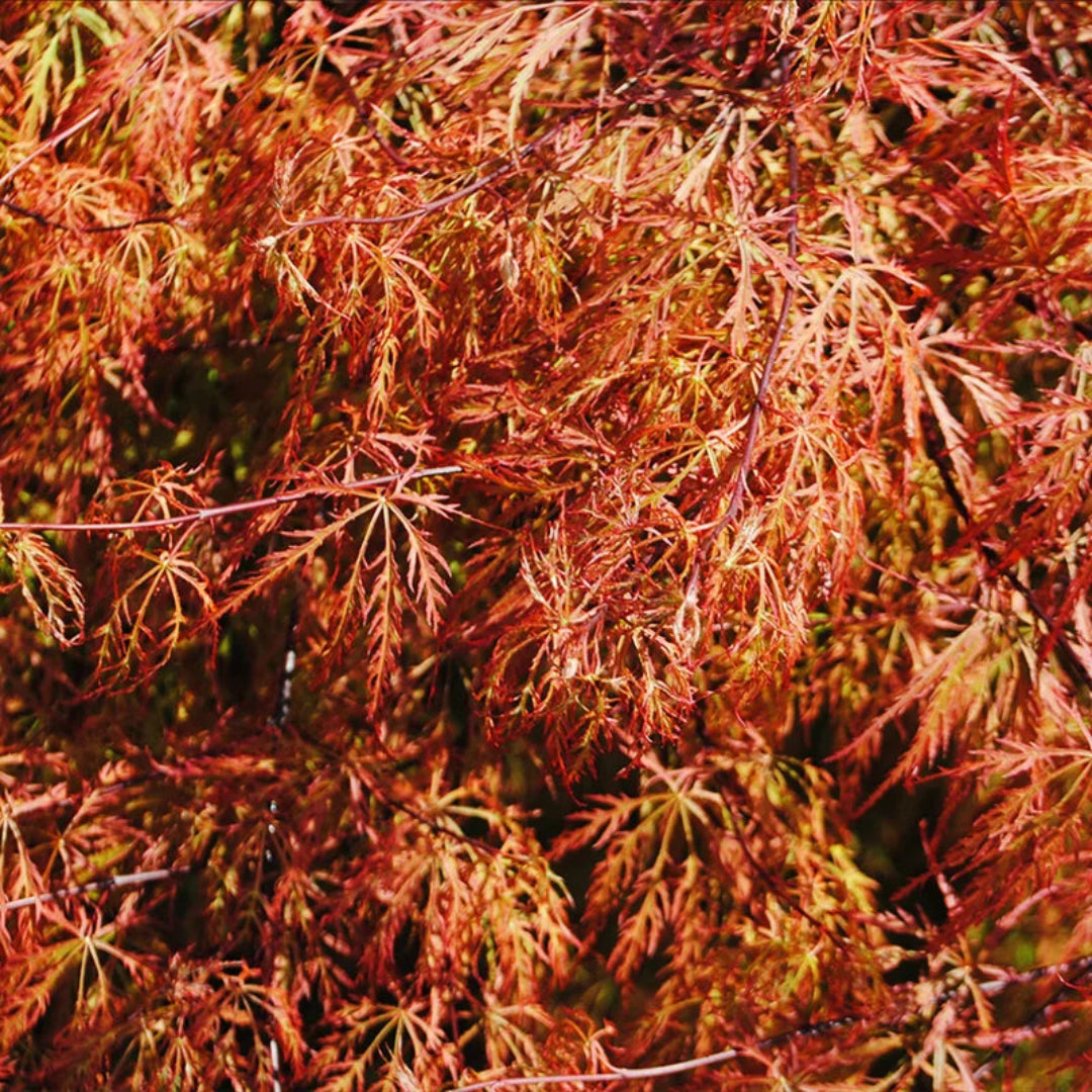 Baldsmith Japanese Maple