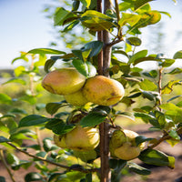 Baldwin Pear Tree