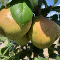 Baldwin Pear Tree