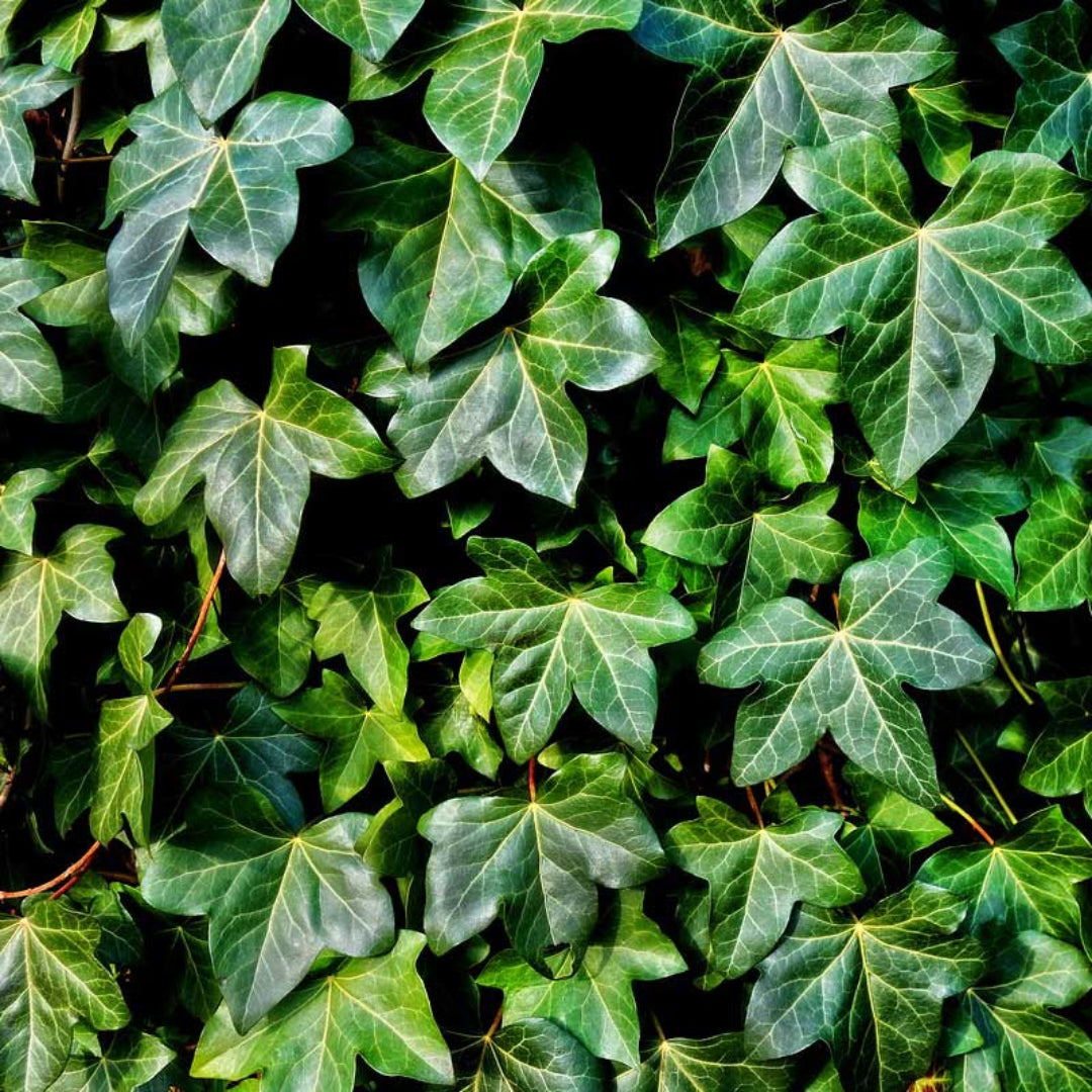 Hedera Helix &