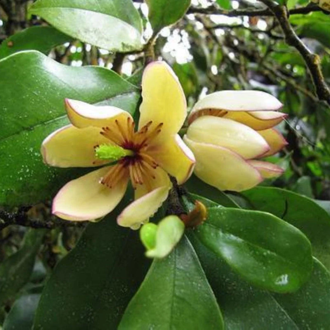 Banana Shrub Magnolia Tree with glossy green leaves outdoors