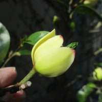 Beautiful Banana Shrub Magnolia Tree growing in a home garden