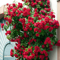 Blaze Climbing  Rose