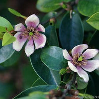 Beautiful Banana Shrub Magnolia Tree growing in a home garden