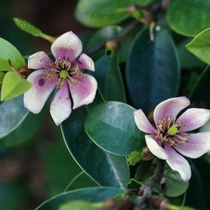 Banana Shrub Magnolia plant showing healthy branches and leaves