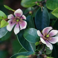 Banana Shrub Magnolia plant showing healthy branches and leaves