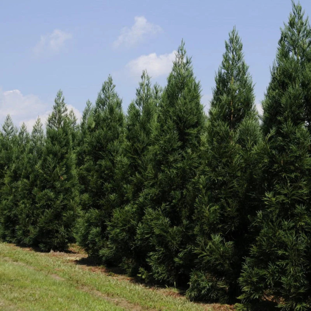 Close-up of Cryptomeria Radicans leaves with rich evergreen color