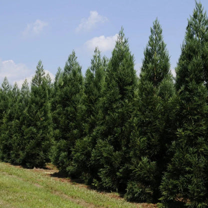 Close-up of Cryptomeria Radicans leaves with rich evergreen color